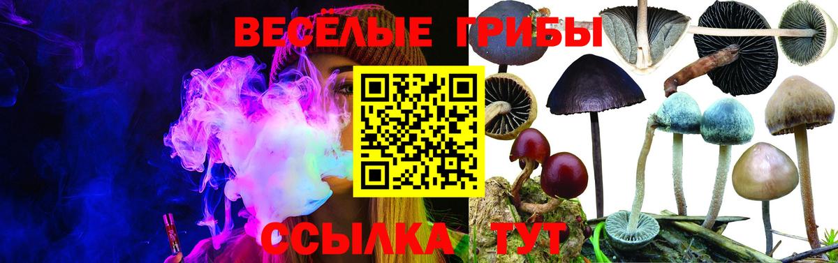 Псилоцибиновые грибы Psilocybine cubensis Пенза